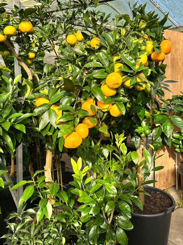 Autumn Open Days