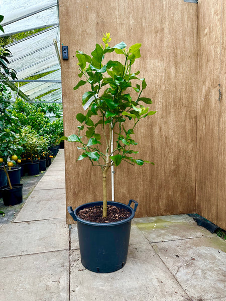 Amalfi Lemon 130cm Plant A