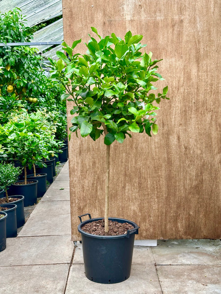 150-160cm Amalfi Lemon Tree