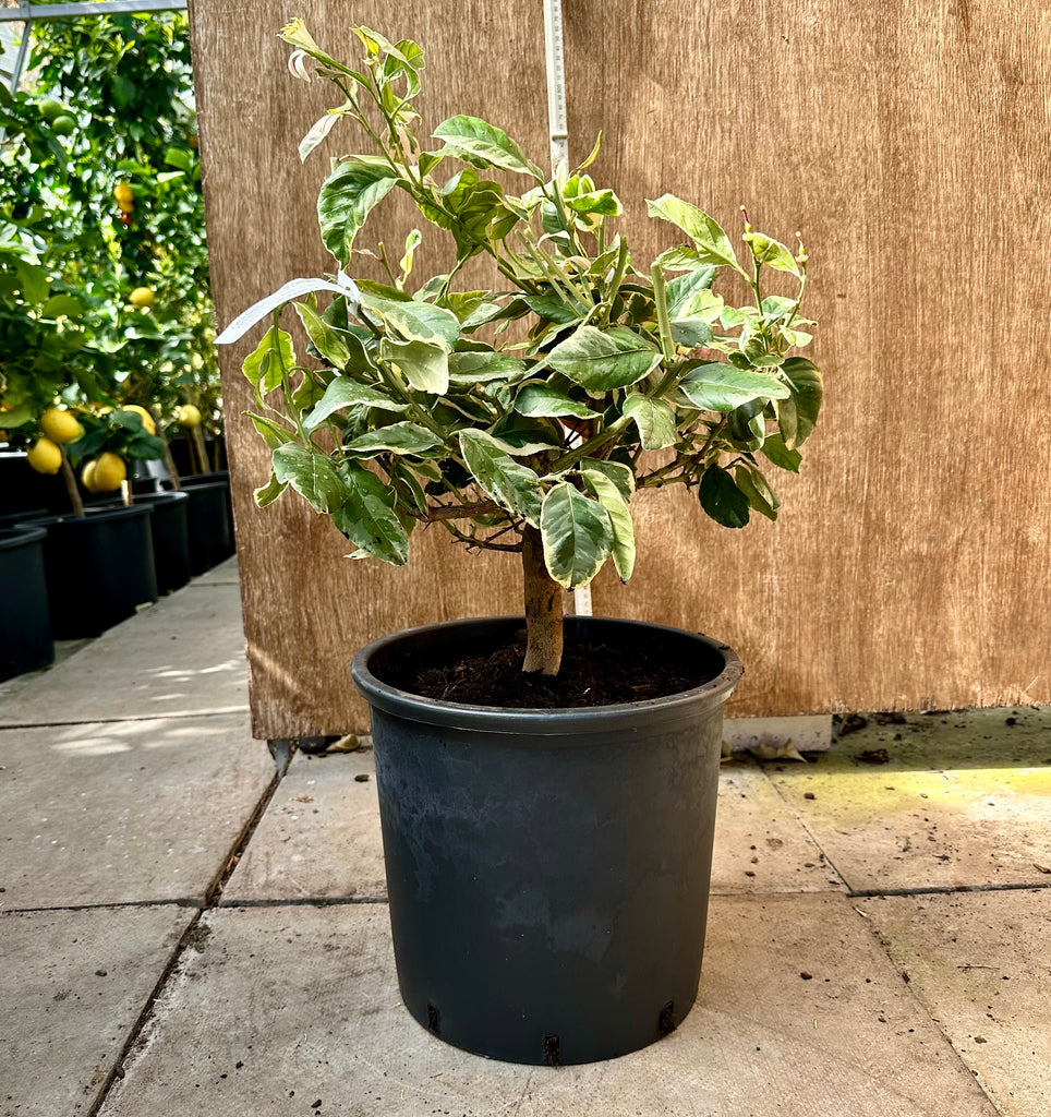 Eureka Pink Variegated Lemon 70cm