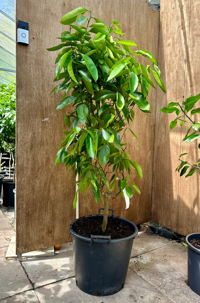 Ruby or Rubino Clementine 130-140cm