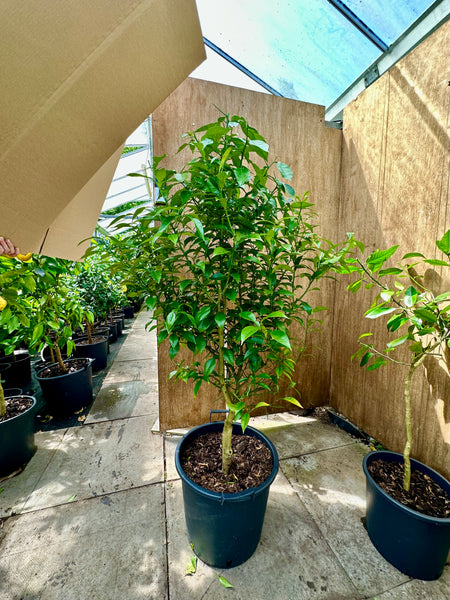 Yuzu tree 150cm