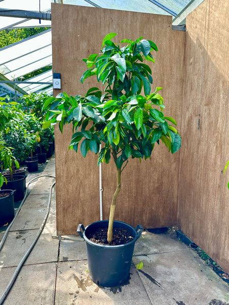 Venasca 160cm standard