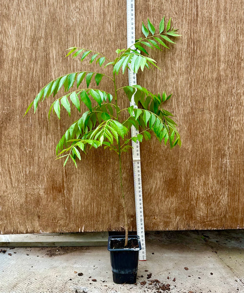 curry leaf plant 35-40cms