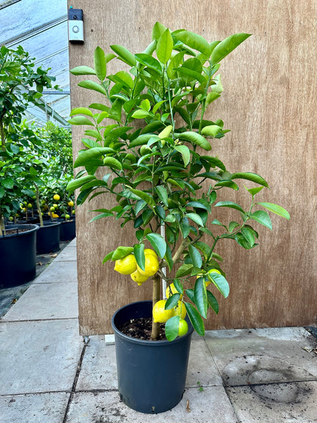 130cm Palestine Sweet Lime tree