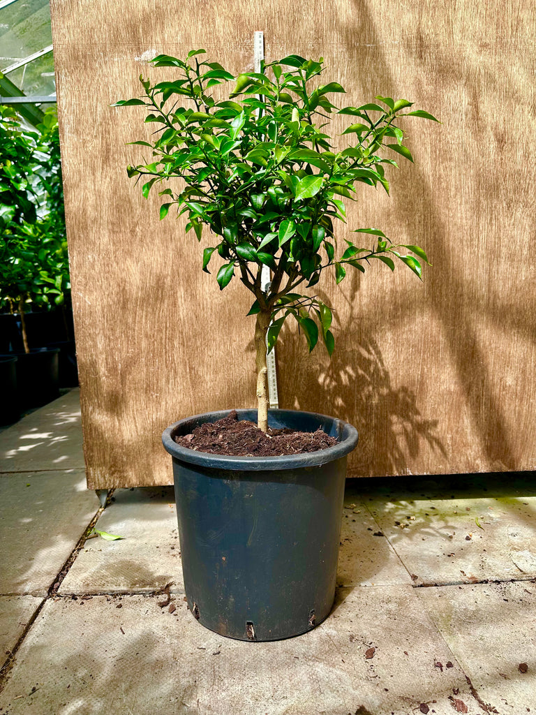 Yuzu Tree 80-85cm short Standard