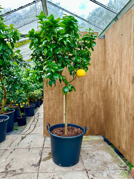 Marsh Grapefruit 200cm standard