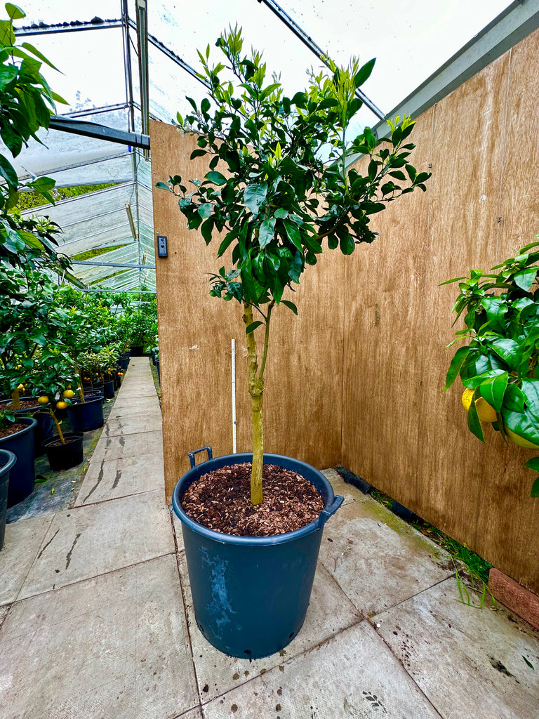 Miyagawa Satsuma 200cms Specimen