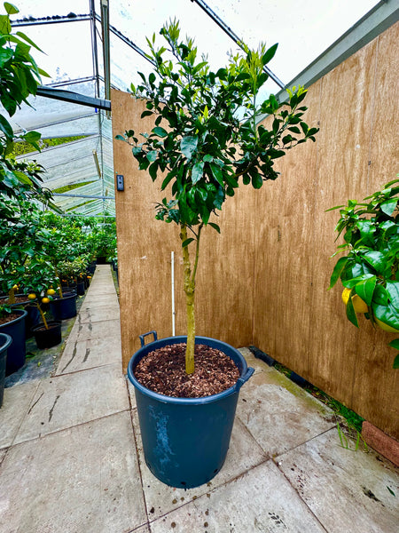 Miyagawa Satsuma 200cms Specimen