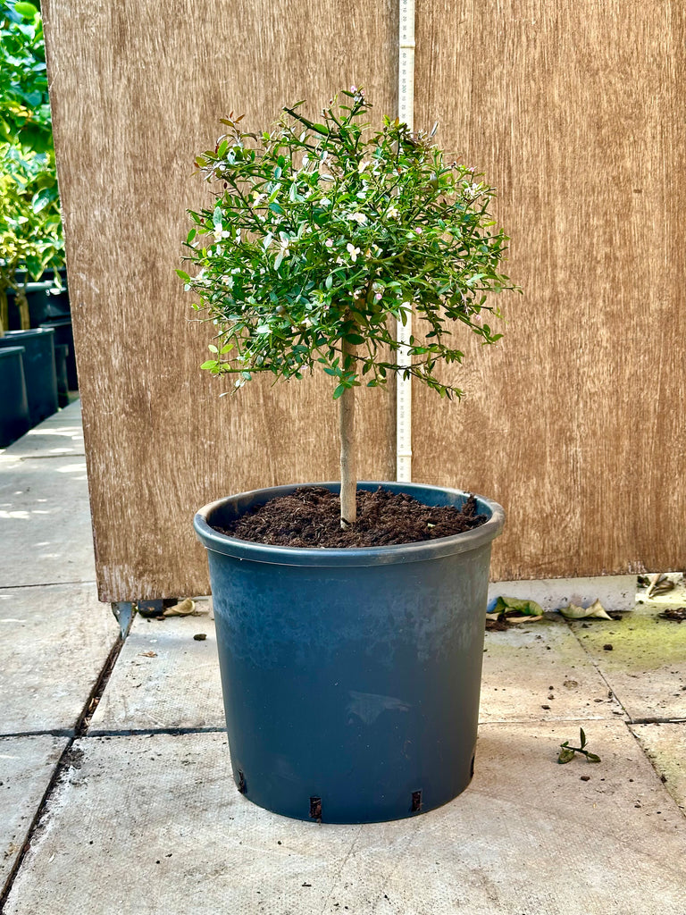 Purple Australian Finger Lime 65cm standard