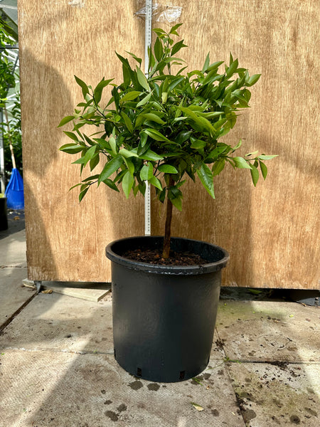 Willowleaf Mandarin Short Standard 65-70cm
