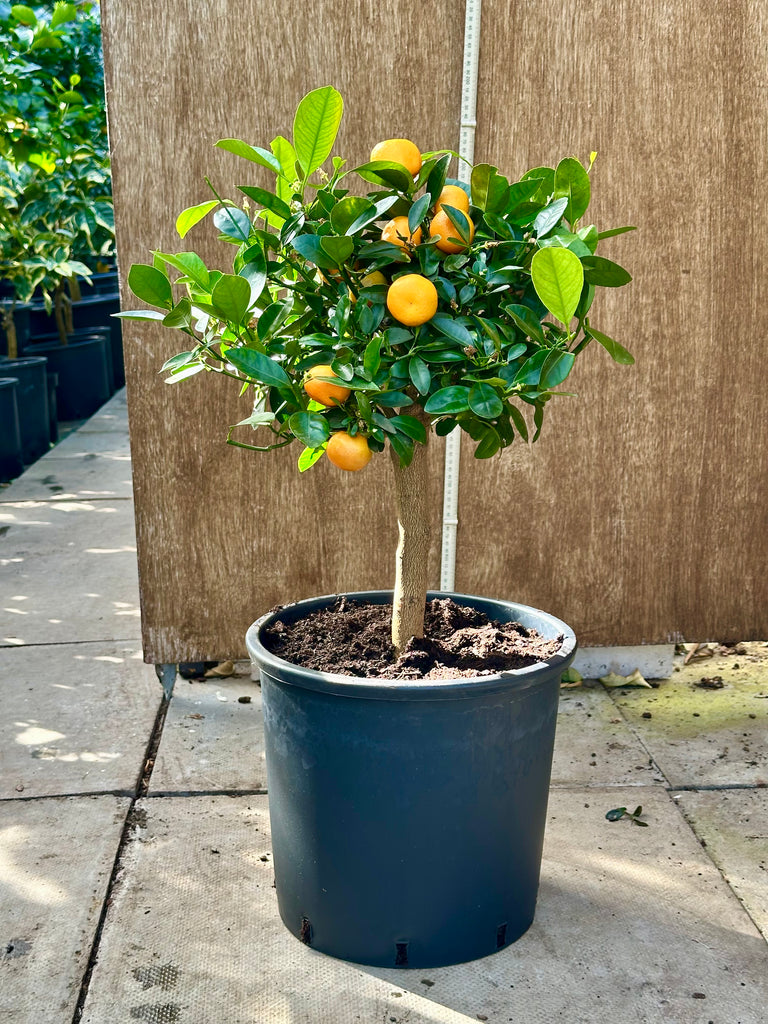Calamondin Orange 65-70cm Short Standard