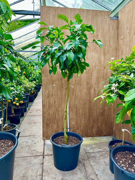 Eureka Lemon 160 Standard