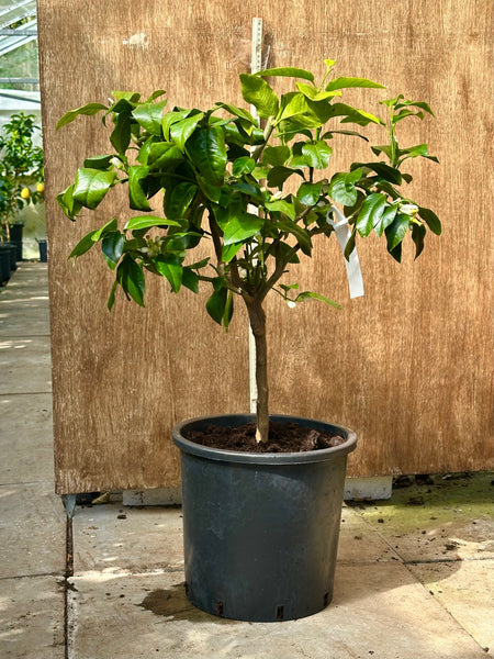 Fantastico Bergamot tree 80-85cm
