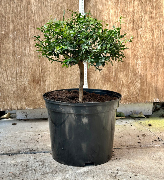 40-45cm Purple Australian Finger Lime