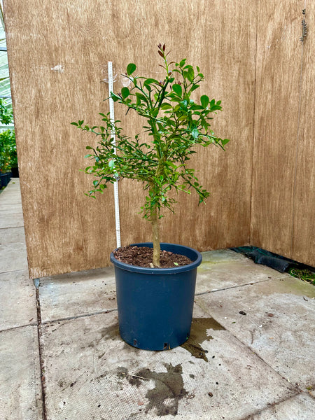 Australian Finger  Lime, Citrus australasica 75-80cm short Standard