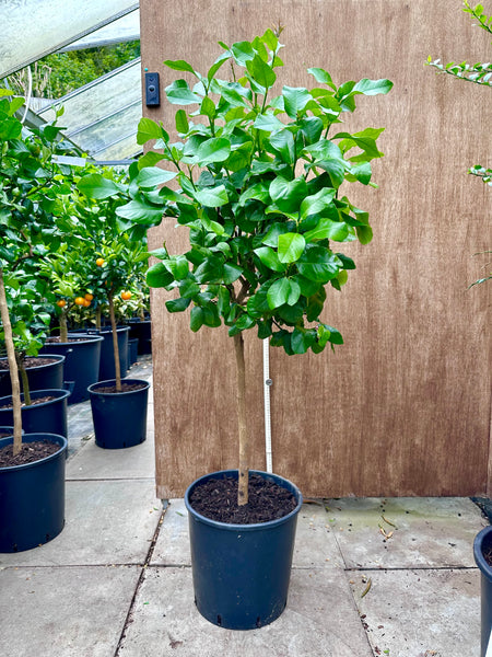 Four Seasons 130cm  Standard