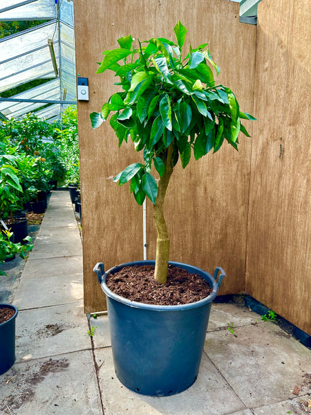 Jaffa orange 155cm mature tree