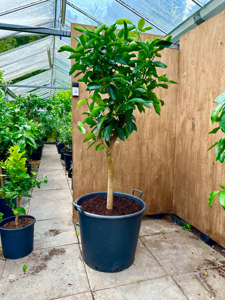 Jaffa orange 180cm mature tree