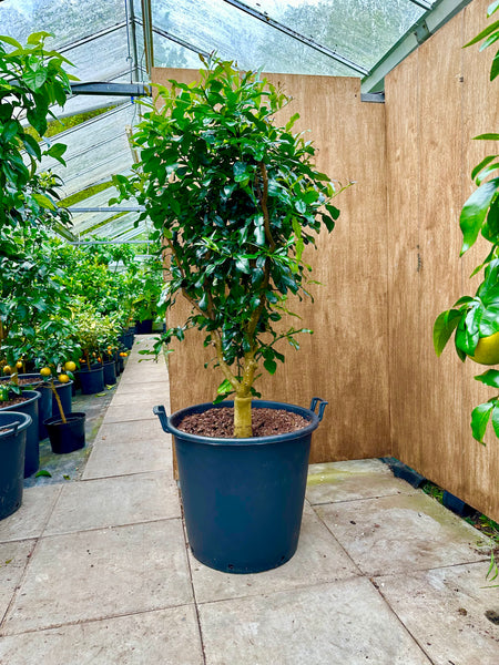 Kaffir Lime 170cm Mature Specimen