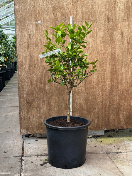 Key Lime 90cm Short Standard