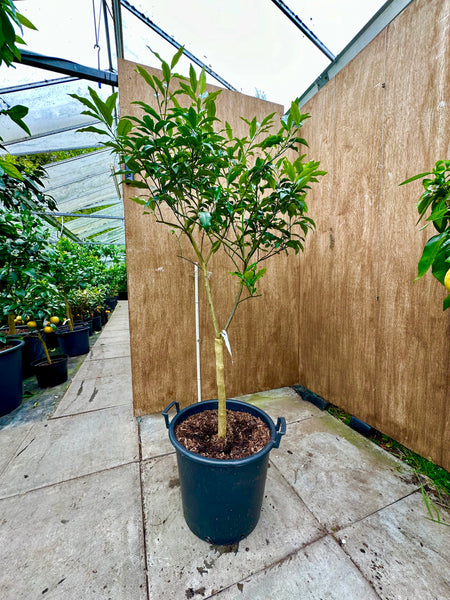 Meiwa Kumquat