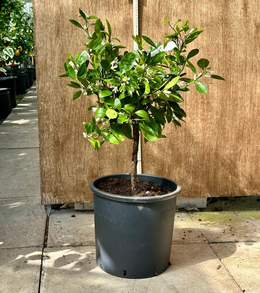 Miyagawa Satsuma 70-80cm Short Standard