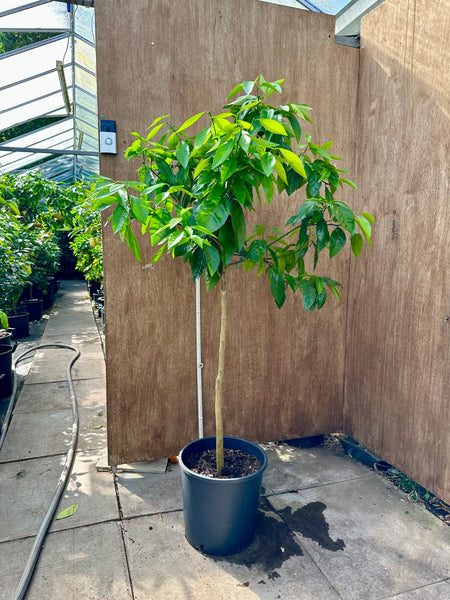 Moro Blood  Orange 145cm standard