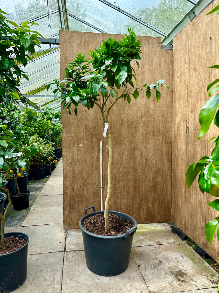 Moro Blood  Orange 200cm standard