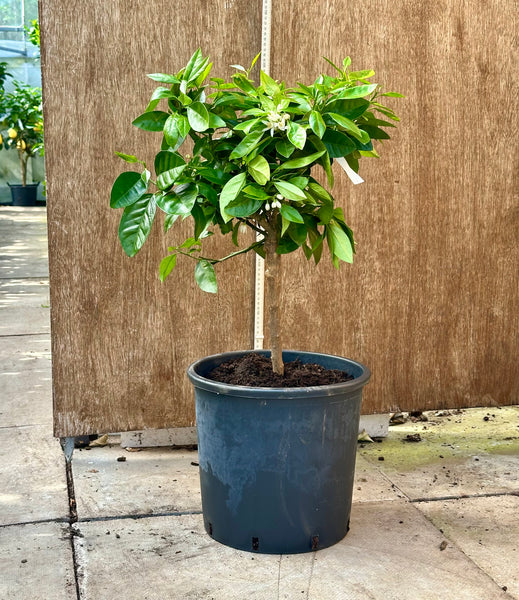 Moro Blood Orange 70-80cm short standard