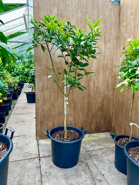 Nipon Orangequat hybrid 145cm