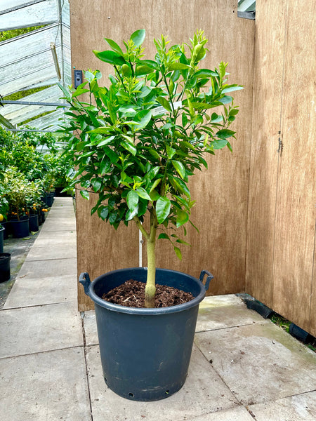 Ortanique Tree 140cm Specimen