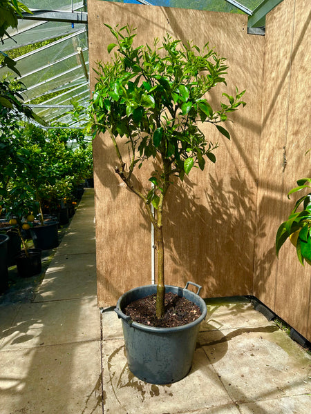 Ortanique Tree 160cm Standard Specimen