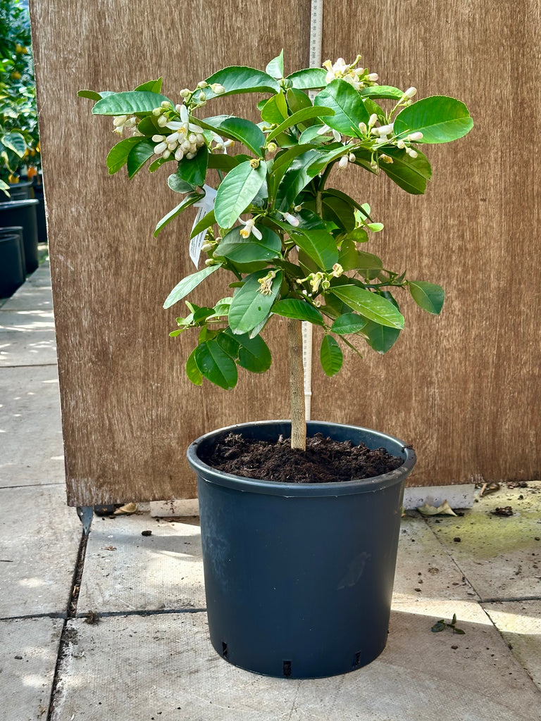 Ponderosa Lemon 75-80cm
