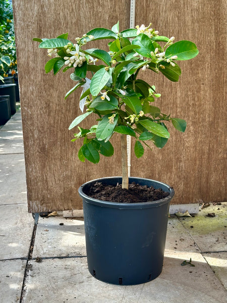 Ponderosa Lemon 75-80cm