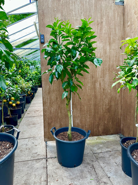 Sanguinelli Blood Orange 155cm Mature Tree