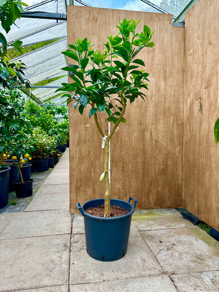 Tarocco Blood Orange 160cm