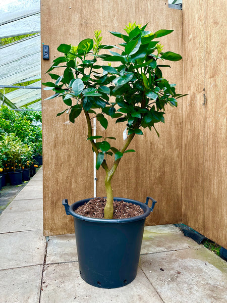 Valencia Orange 140cm mature specimen