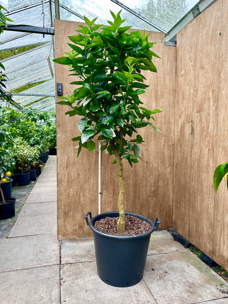 Valencia Orange 175cm mature specimen