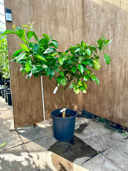 Venasca 120cm plant