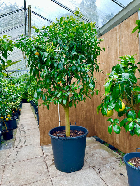 Willowleaf Mandarin 200cm Mature Tree