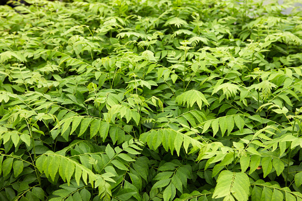 Indian Curry Leaf Plant