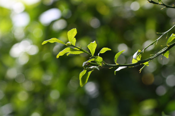 Australian Fingerlime Shoot