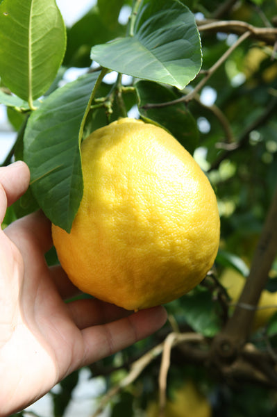 Large Ponderosa Lemon Fruit