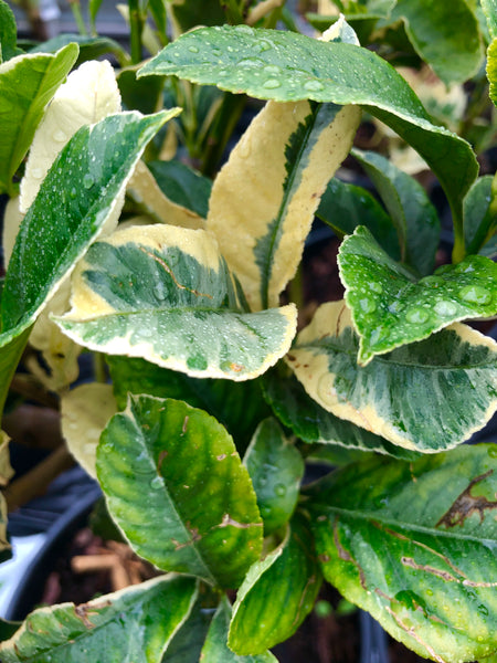 Buddha's Hand Citron VARIEGATED