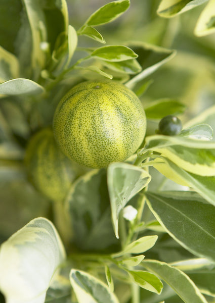 Variegated Calamondin Fruit