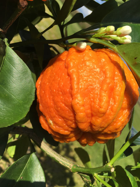 Sour Orange ribbed Canaliculata Fruit