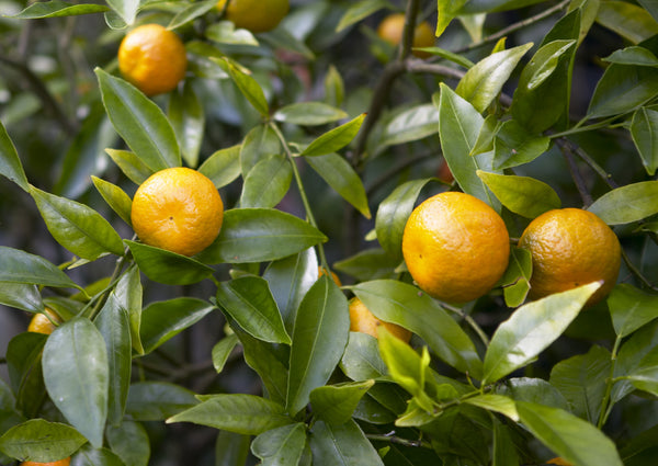 Willowleaf Mandarin Fruit On Tree