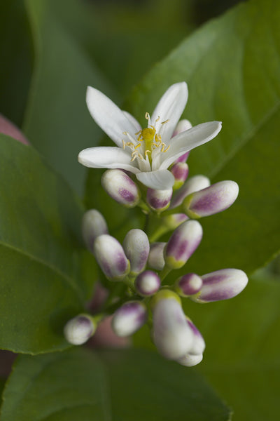 Meyer's Lemon Flowers