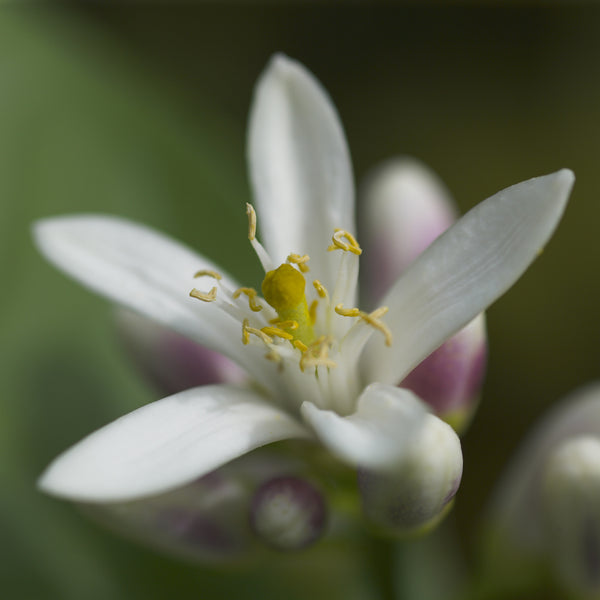 Meyer's Lemon Flower
